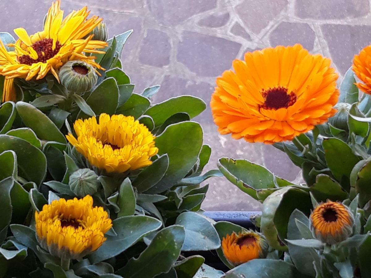 Flowery House Apartment Rome Bagian luar foto